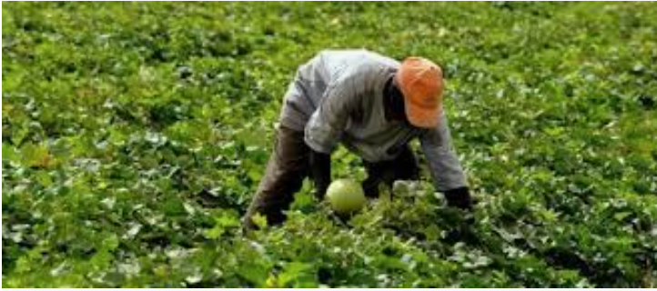 Africa’s growth potential is hidden in agriculture